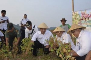 Plt Bupati Kuningan saat melakukan panen perdana di eks lahan falian pasir.